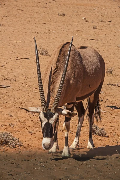 Самотній Орікс Oryx Gazella Пустелі Калахарі Транскордонний Парк Кгалагаді Пар — стокове фото
