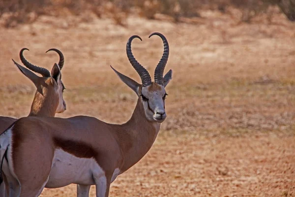 Deux Springbok Antidorcas Marsupialis Recherche Ombre Dans Parc Kgalagadi Trans — Photo