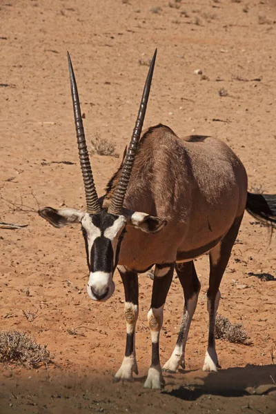 Самотній Орікс Oryx Gazella Пустелі Калахарі Транскордонний Парк Кгалагаді Пар — стокове фото