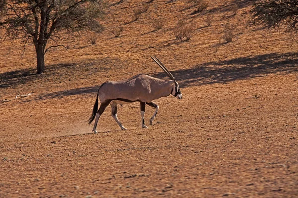 Одинокий Бугай Oryx Gazella Ходить Червоних Дюнах Калахарі — стокове фото