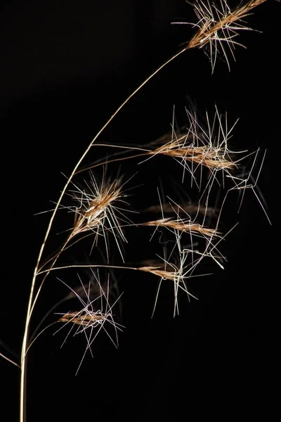 Wiregrass Aristida Isolated Black — Stock Photo, Image