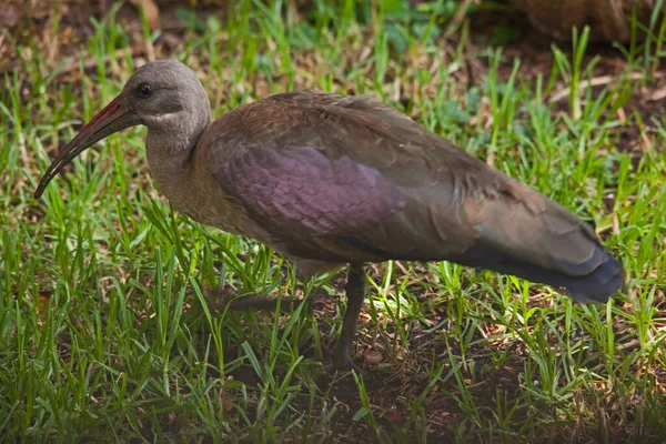 Único Hadeda Ibis Bostrychia Hagedash Forrageando Jardim Urbano — Fotografia de Stock