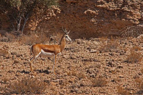 Único Springbok Antidorcas Marsupialis Kgalagadi Trans Frontier Park África Sul — Fotografia de Stock