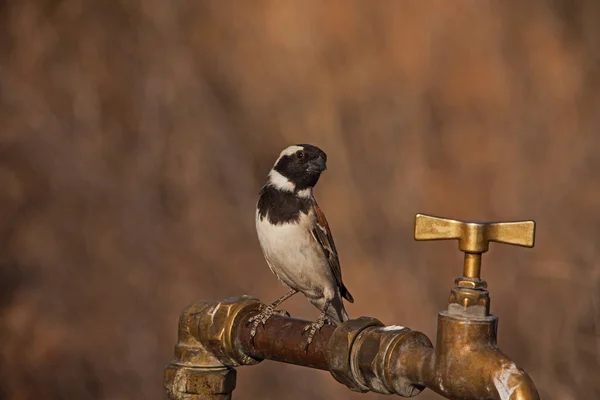 Single Male Cape Sparrow Passer Melanurus Water Tap Kgalagadi Transfrontier — Stock Photo, Image