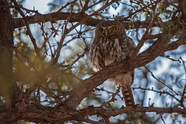 Uma Única Coruja Pintada Glaucidium Perlatum Uma Árvore Camelthorn — Fotografia de Stock