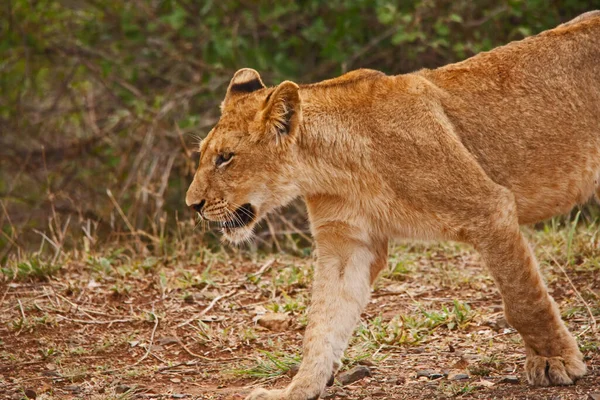 Uma Jovem Leão Fêmea Panthera Leo Caminhando Parque Nacional Kruger — Fotografia de Stock