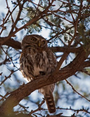 Camelthorn ağacında tek bir inci benekli baykuş (Glaucidium perlatum)