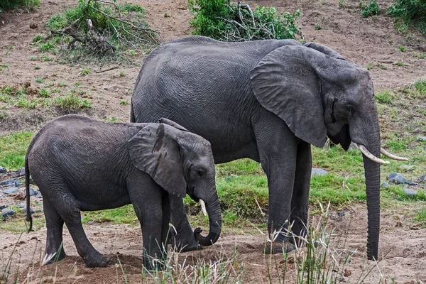 Elefante Africano Loxodonta Africana Fêmea Seu Bezerro Água Potável Buracos — Fotografia de Stock