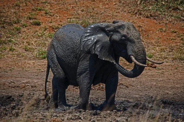 Gran Elefante Africano Loxodonta Africana Tomando Baño Barro Una Mañana — Foto de Stock