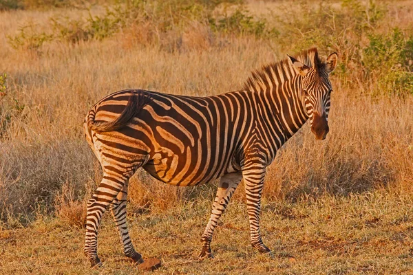 Cebra Burchell Equus Quagga Burchellii Atardecer — Foto de Stock