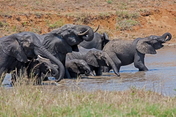 Стадо Африканских Слонов Loxodonta Africana Пьющих Колодце — стоковое фото