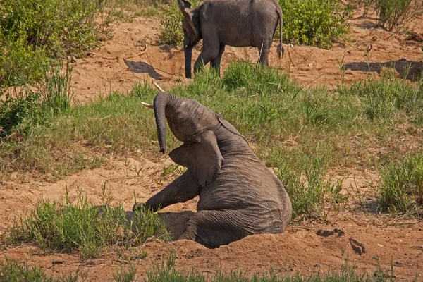 Молодой Африканский Слон Loxodonta Africana Встает После Отдыха Прохладном Песке — стоковое фото