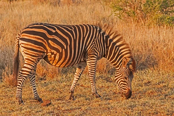 Singe Burchell Zebra Equus Quagga Burchellii Při Západu Slunce — Stock fotografie
