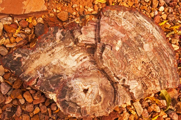 石化木 — 图库照片