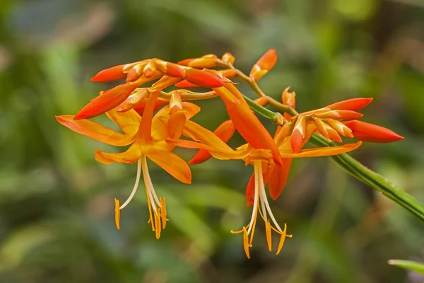 Sternschnuppe Crocosmia aurea Stockbild