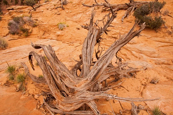 Dead tree — Stock Photo, Image