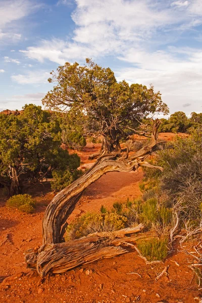 Utah Juniper — Stock Photo, Image