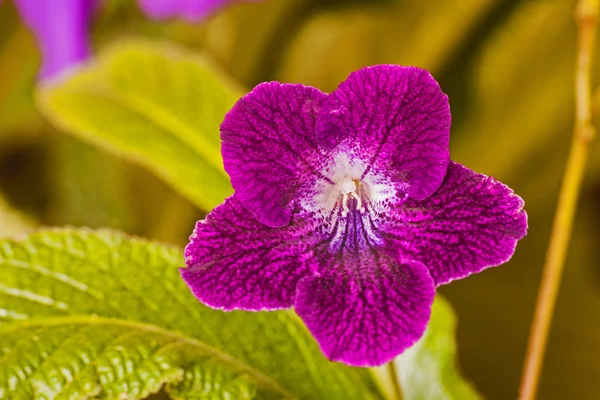 Streptocarpus — Stockfoto