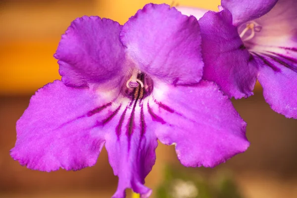 Streptocarpus