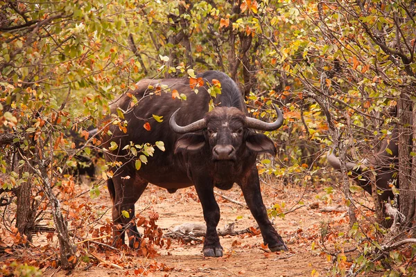 Przylądek Buffalo (Syncerus caffer)) — Zdjęcie stockowe