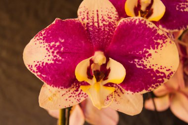 Canlı bir Phalaenopsis orkidesinin yakın çekimi, yaygın olarak bir güve orkidesi olarak bilinir, beyaz kenarlı ve benekli desenli mor yapraklar sergiliyor. Çiçekler sarı ve beyaz ortaya kontrastı ve derinliği ekler..