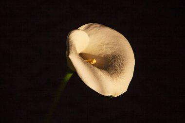 Tek bir beyaz Arum Lily 'nin (Zantedeschia aethiopica) yakın plan fotoğrafı, ayrıca Calla Lily olarak da bilinir..