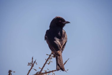 Çatal kuyruklu Drongo Mavi Gök 'e Karşı Dikenli Şube 16919' a tünedi.