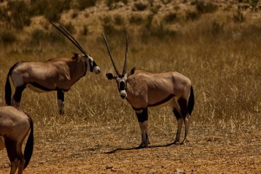 Gemsbok kuru Kalahari Çayırı 16942