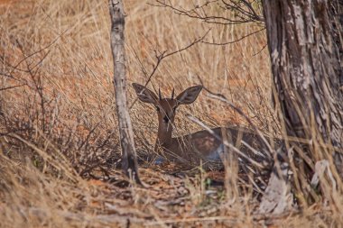 Yalnız bir erkek steenbok (Raphicerus campestris), Kgalagadi Transfrontier Parkı 'nın yarı kurak savanasında kısmen kuru çimenlerin ve seyrek ağaçların arasında gizlenir..