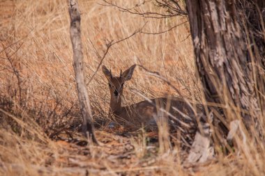 Yalnız bir erkek steenbok (Raphicerus campestris), Kgalagadi Transfrontier Parkı 'nın yarı kurak savanasında kısmen kuru çimenlerin ve seyrek ağaçların arasında gizlenir..