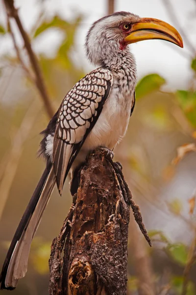 Südlicher Gelbschnabelvogel (Tockus leucomelas)) — Stockfoto