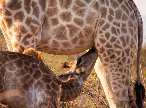 Jeune girafe allaitant — Photo