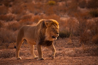 Devriye 5227 Kalahari aslan