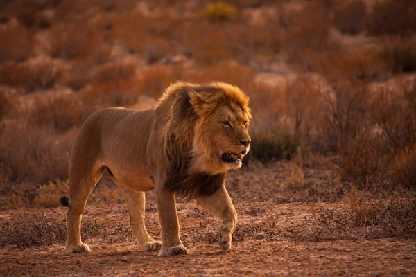 Leão Kalahari em patrulha 5227 — Fotografia de Stock