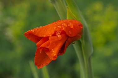 Kırmızı Glayöl tomurcuk bahçe içinde