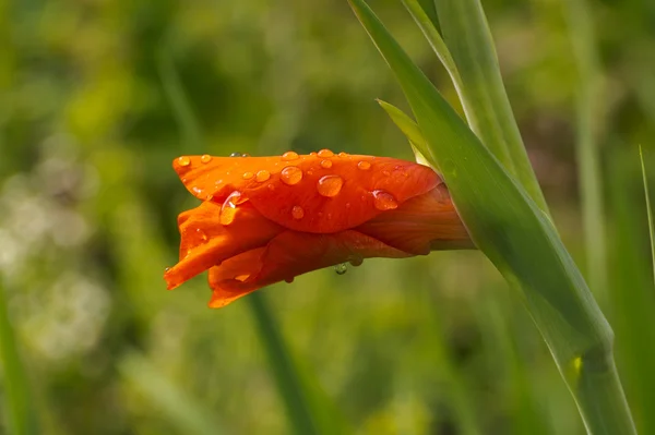 Röd gladiolus bud — Stockfoto