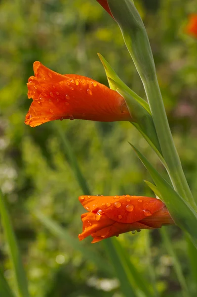 Dvě červené mečík bud — Stock fotografie