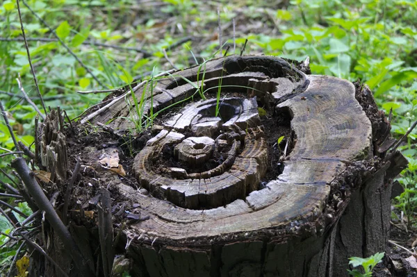 Oude boomstronk met gras en shoots — Stockfoto