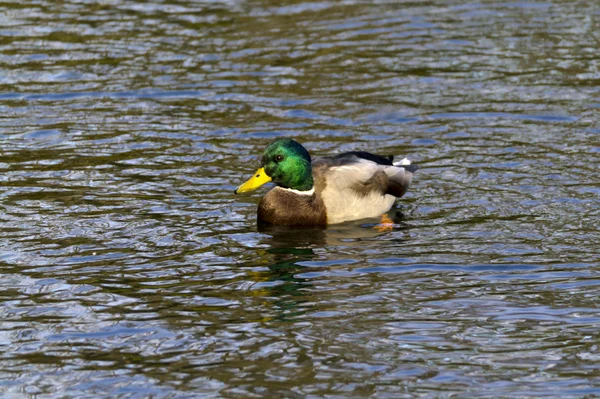 池の鴨 — ストック写真