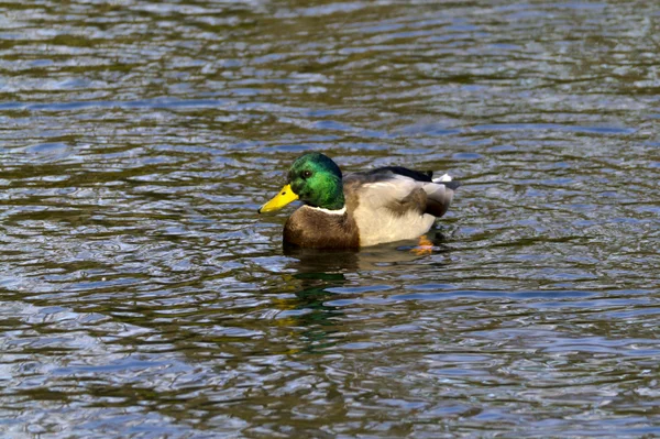 Pato selvagem na lagoa — Fotografia de Stock