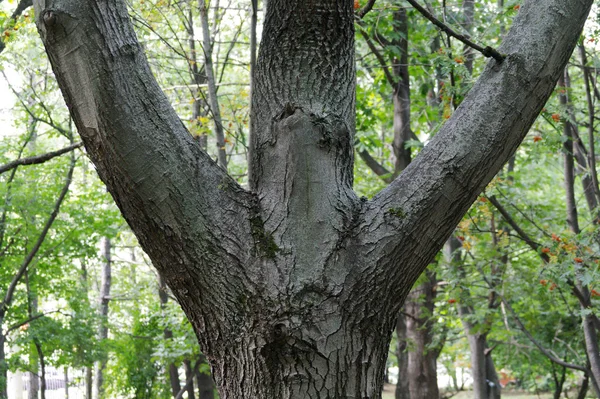 Troncos triplos de árvore no parque — Fotografia de Stock