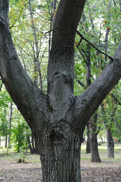 Dreifache Baumstämme im Park — Stockfoto