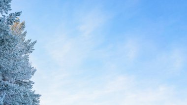 Kış manzarası, çam dalları buz ve kar, mavi gökyüzü. Soğuk bir sabah.