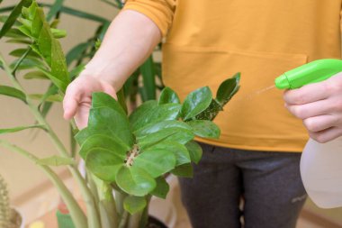 Ev bitkileri için ev bakımı, sprey tabancayla çiçek spreyi. Bir kadın yaprakları siler, yıkar ve onlarla ilgilenir..