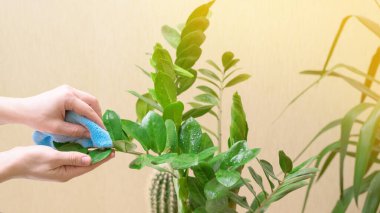 Ev bitkileri için ev bakımı, sprey tabancayla çiçek spreyi. Sarı kazaklı bir kadın bitkilerle ilgilenir ve yıkar..