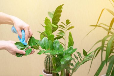 Ev bitkileri için ev bakımı, sprey tabancayla çiçek spreyi. Sarı kazaklı bir kadın bitkilerle ilgilenir ve yıkar..