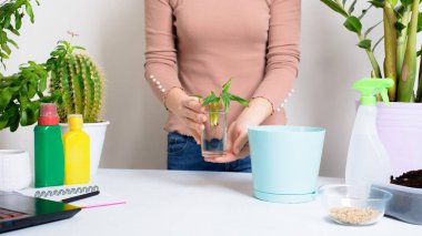 Evde filizlenme için saksıya bir kadın tarafından çiçek dikme işlemi. Süreç adım adım ilerliyor.