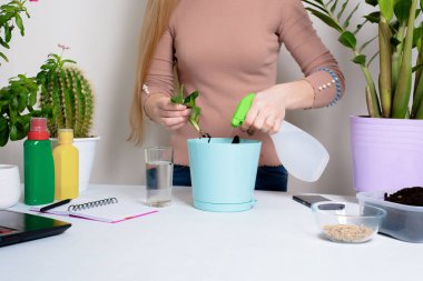 Evde filizlenme için saksıya bir kadın tarafından çiçek dikme işlemi. Poliesterleri sulama sürecinin adım adım.