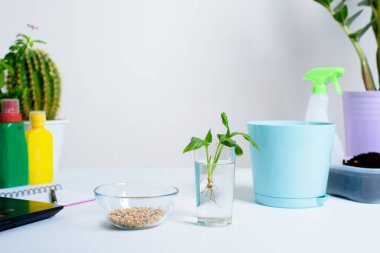 Evde filizlenmek için saksıya çiçek dikme süreci. Sulama için polesitter, çevrimiçi işlem yakalamak için not defteri. Şeffaf bir bardakta, kökleri olan eklenti çiçeği..