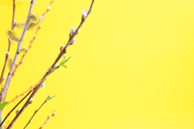 Sarı arka planda yeşil yapraklı söğüt dalları Paskalya bayramı için bir bahar kompozisyonu..